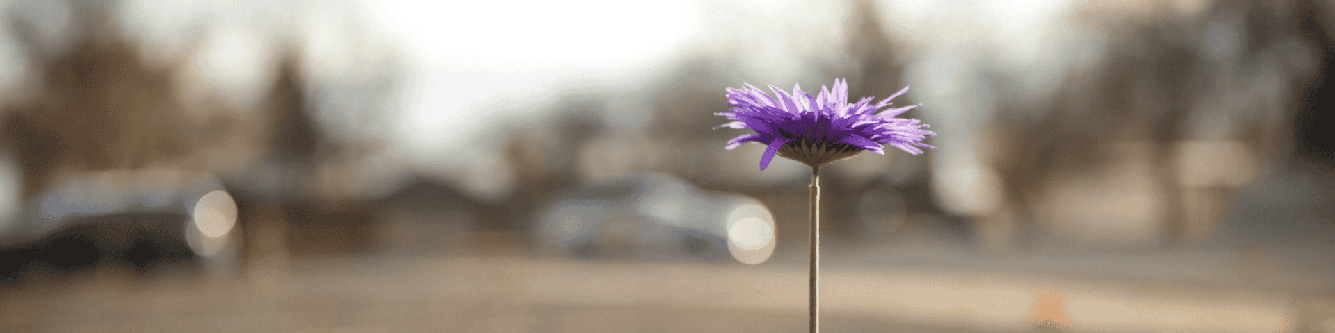 flower on concrete