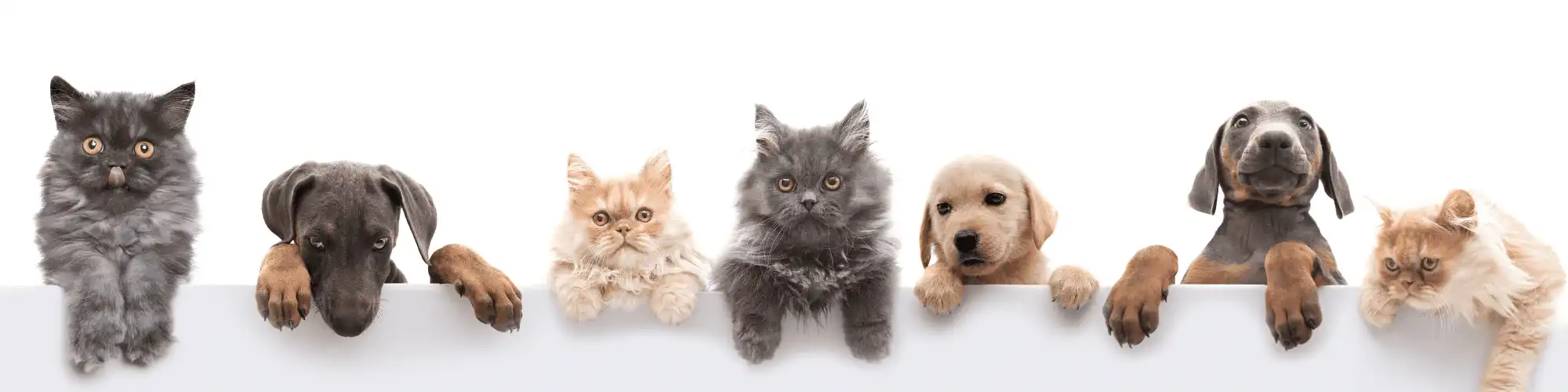 Pet Ownership and Sobriety: Seek AA Groups Seattle for Guidance Learn practical tips on managing both while you seek AA groups Seattle for support
