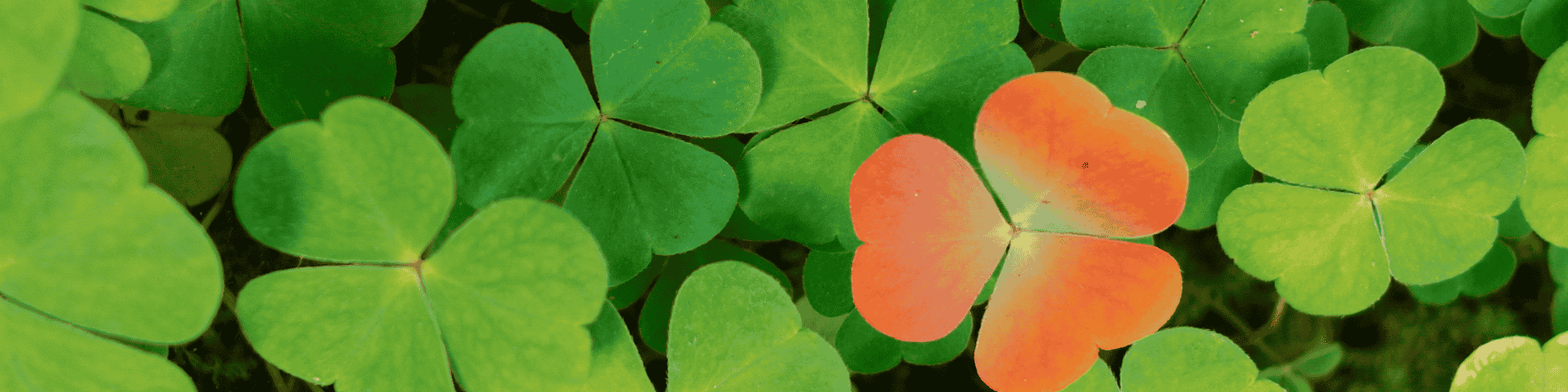 clover leaf clover field with a unique colored leaf