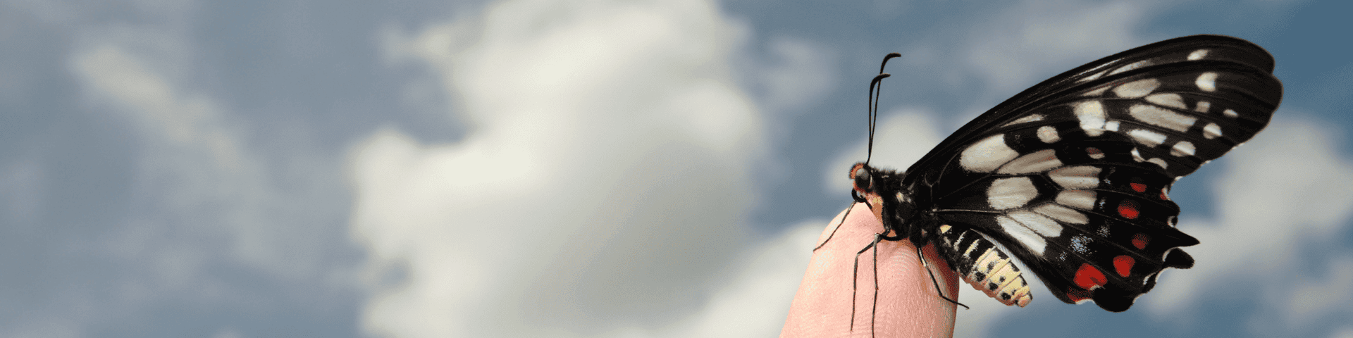 safe haven butterfly in finger